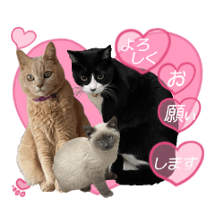 [LINEスタンプ] うちの仲良し3匹猫、プリンと小豆と小麦‼️