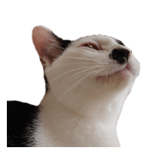 [LINEスタンプ] えらいねこ2