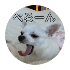 [LINEスタンプ] スムースチワワの百花ちゃん