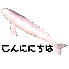 [LINEスタンプ] 「こんにちは」「さようなら」スナメリ