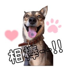 [LINEスタンプ] ボムらいふ〜相棒〜の画像（メイン）