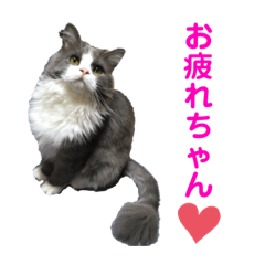 [LINEスタンプ] モフモフ猫のサイベリアンみるくちゃん