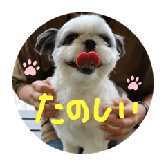 [LINEスタンプ] まめは白黒動物