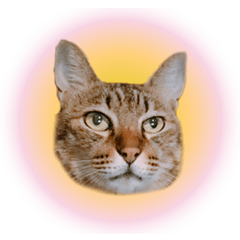 [LINEスタンプ] よーやが居る生活