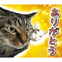 [LINEスタンプ] 推し猫スタンプ(コタツ＆ふとん)