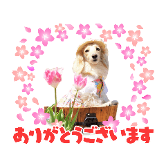 [LINEスタンプ] ミニチュアダックス☆も・な・か