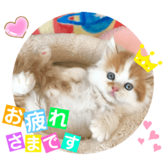 [LINEスタンプ] ねこまーち もこもこ王子