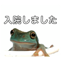 [LINEスタンプ] イエアメガエル 病院編