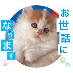 [LINEスタンプ] ねこまーち ふわふわ王子