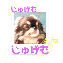 [LINEスタンプ] 長命…じゅげむじゅげむ