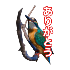 [LINEスタンプ] ザ・野鳥 カワセミ編