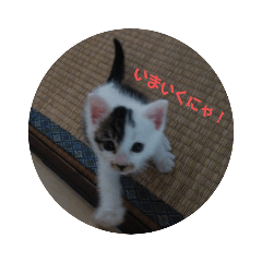 [LINEスタンプ] ねこのミルクすたんぷ