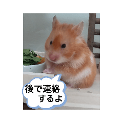 [LINEスタンプ] ハムスターのつぶやき