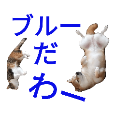 [LINEスタンプ] 柴犬チョコ＆猫のミー＆モルモットのマルコ