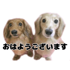 [LINEスタンプ] ⭐︎ハナとハク⭐︎
