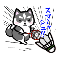 [LINEスタンプ] バドミントンハスキーくん1