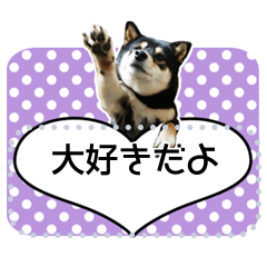 [LINEスタンプ] 黒柴犬 の♡メッセージ♡スタンプ01 豆柴