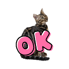 [LINEスタンプ] ベンガル⑤