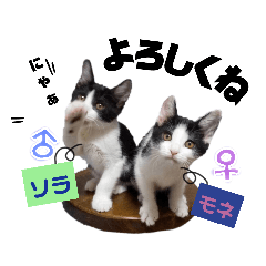 [LINEスタンプ] ソラモネ