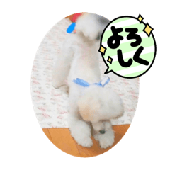 [LINEスタンプ] 愛犬ぷぅ君の日常3
