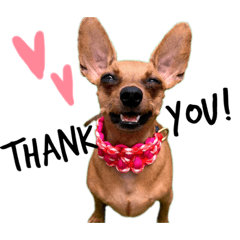 [LINEスタンプ] IAM  CHACO
