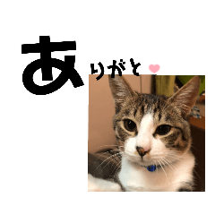 [LINEスタンプ] みな大好きねこちゃん