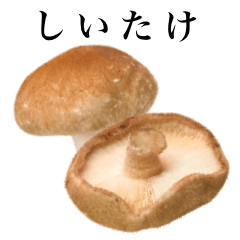 [LINEスタンプ] しいたけ です きのこの画像（メイン）