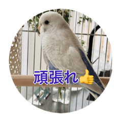 [LINEスタンプ] 可愛い鳥さんです。ただそれだけ