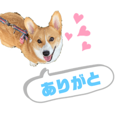 [LINEスタンプ] どろんコーギーこむぎ2
