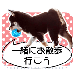 [LINEスタンプ] 黒柴犬 の♡メッセージ♡スタンプ02 豆柴
