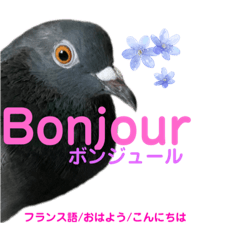 [LINEスタンプ] ぽPOっと鳩になって多国語の挨拶