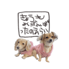 [LINEスタンプ] おこまめ敬語スタンプ