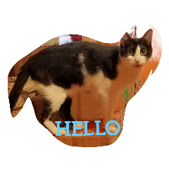 [LINEスタンプ] CAT RUU 2