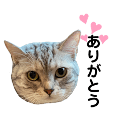 [LINEスタンプ] ニャンキーズ3
