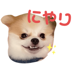 [LINEスタンプ] ぽぽちゃちゃわたゆず