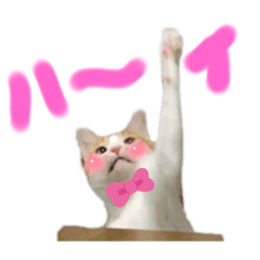 [LINEスタンプ] みちゃんの猫たち Part3