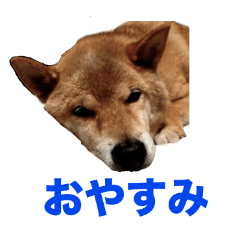 [LINEスタンプ] 愛犬ゴン君の可愛いスタンプ