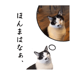 [LINEスタンプ] マメキチ喫茶シリーズ1