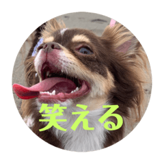 [LINEスタンプ] 犬三昧ver11