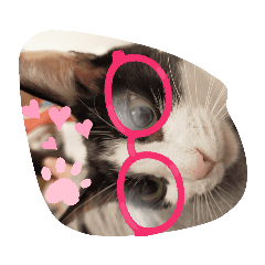 [LINEスタンプ] 子猫のるうちゃん