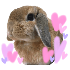 [LINEスタンプ] うさぎ【ホーランドロップ】③