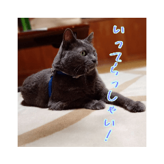 [LINEスタンプ] 猫スタンプ【とも・はな】