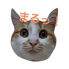 [LINEスタンプ] ねこ！ねこ！4