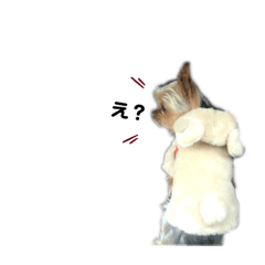 [LINEスタンプ] トイしか勝たん 日常