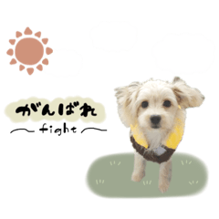 [LINEスタンプ] チワプーみるくの親バカスタンプ☺︎❤︎Ⅱ