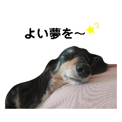 [LINEスタンプ] ダックスこじぃの日常⑤