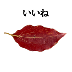 [LINEスタンプ] 落ち葉 と もじ