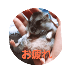 [LINEスタンプ] I Loveハムスター2