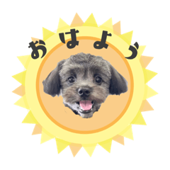 [LINEスタンプ] いとうチャニくん