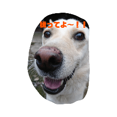 [LINEスタンプ] 愛犬りゅうくんスタンプ♥